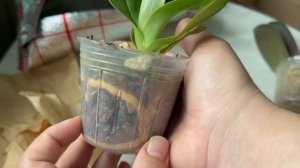 Распаковка посылки. У меня новый пафик!