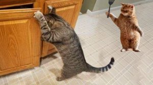 СМЕШНЫЕ КОТЫ | ЛУЧШИЕ ПРИКОЛЫ С КОТАМИ, КОШКИ, ЖИВОТНЫЕ, СМЕШНОЕ ВИДЕО