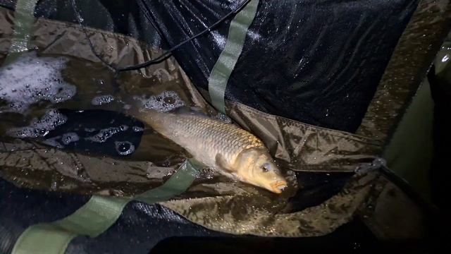 Как отсечь мелкого карпа весной? 