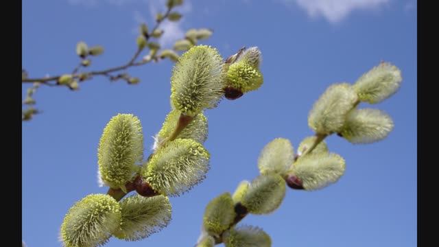 Моя весна - Александр Дакшитский