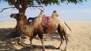 Борода верблюда - Иван Ведерников