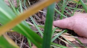 За чернышами часть 2.