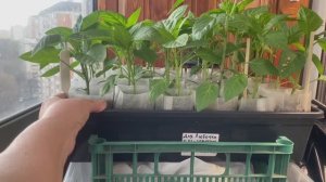 Проверка рассады перцев и томатов обзор розовой куртки за 600 рублей