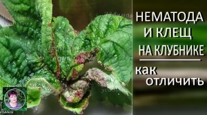 Клещ на клубнике и Нематода на клубнике. Как отличить чтобы правильно бороться