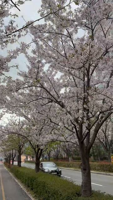 Еще немного красоты! Сакура в цвету!