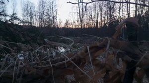 открылся по селезню с подсадными 5.04.26г. СЫН С ДНЕМ РОЖДЕНИЯ.