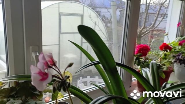 Поливаю черенки пеларгоний.Подкормила чеснок.Навожу порядок в огороде.Обрезала розы