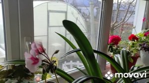 Поливаю черенки пеларгоний.Подкормила чеснок.Навожу порядок в огороде.Обрезала розы