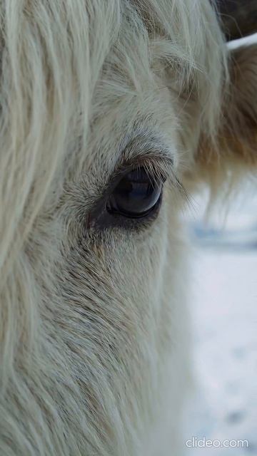 Як живёт там, где зима — не сезон, а образ жизни ❄️