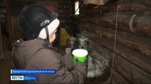 В хозяйстве под Иркутском вместе с лошадьми и телятами живет африканский страус