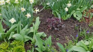 Все по чужим палисадникам. Любуемся нарцисссами. Скоро их пора пройдет. Краснодар, Южный,  05.04.26