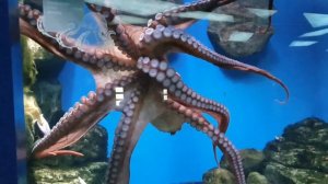 Учим Животных  Корова Лошадь Акула Слон 🐓🐎Развивающие Мультики для Детей