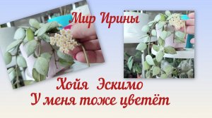 МОЯ ХОЙЯ ЭСКИМО ТОЖЕ ЦВЕТЁТ ●●●