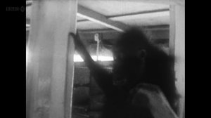 Аттенборо. 60 лет с дикой природой 3 серия (документальный сериал, 2012)