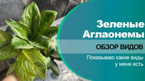 Зеленые Аглаонемы: сорта и виды | Чем отличаются и как выбрать