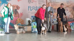 21.03.2026, СПб. Клуб "РУССКИЙ СТИЛЬ". Выставка CAC 3 группы FCI