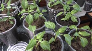 Работы с перцами в начале апреля