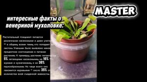 интересные факты о ВЕНЕРИНОЙ МУХОЛОВКЕ