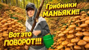 КУПИЛИ ДОМ В ДЕРЕВНЕ | Грибники маньяки | Вот это поворот | Дом в деревне