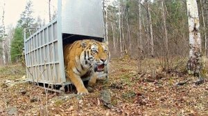 Животных впервые выпускают на свободу.