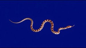 Змеюка з1_encoded