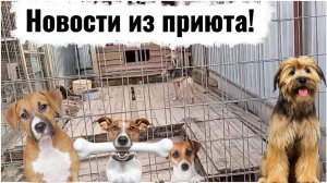 Новости мокрых носов из приюта. Подкопы, уборка мусора, вода, которую приходится носить в вёдрах...