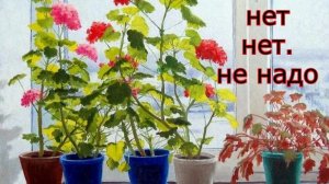 Цветы на окнах😅 Почему у меня их нет😊