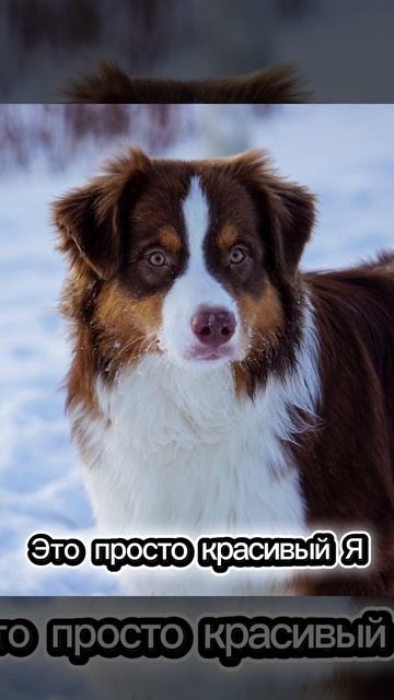 Байкер жених