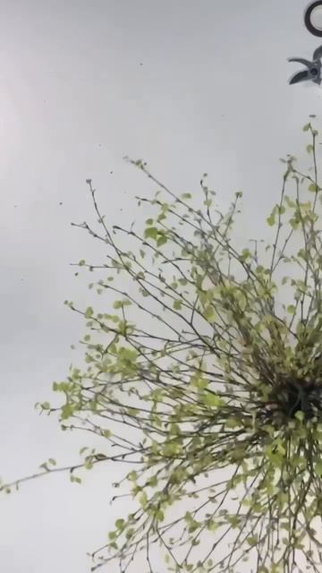 Сборка букета