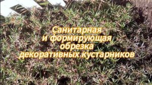 Убираем в марте зимние укрытия цветников. Санитарная и формирующая обрезка декоративных кустарников