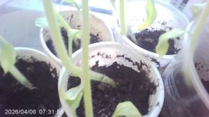 Обзор и полив рассады томатов сорта Оля F1