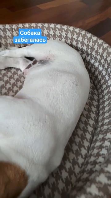 когда собака забегалась