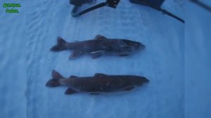 Весенняя Рыбалка на Ленка!!! Поймали НЕГРОВ!!!