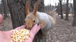 Очень голодная белка