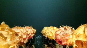 Н.Гумилев "Жираф"