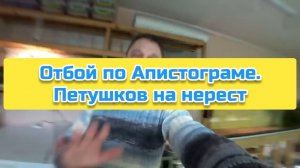 Отбой по Апистограме. Петушков на нерест