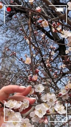 фотосессия как в сакуре