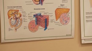 Как жили наши предки без витаминов? Секрет саморегуляции?