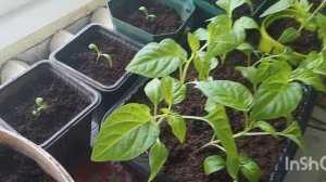 #2 Перцы радуют