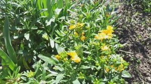 Начинаю по-тихоньку приучать черенки к прохладе.