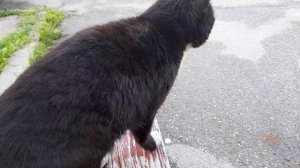 Мурлыканье кота и пение птиц утром.  06.04.2026