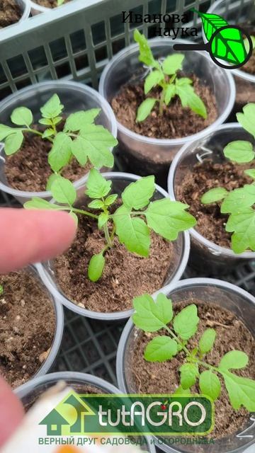 Янтарная кислота — ЯД! ☠️ Почему рассада умирает? 1 грамм на литр? Как НЕ надо применять эту кислоту