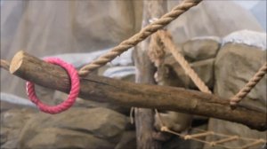 Японские макаки после завтрака собирают орешки в вольере и занимаются каждый свои делом 31.03.2026