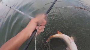 КАК ПОЙМАТЬ САЗАНА НА ГОРОХ.