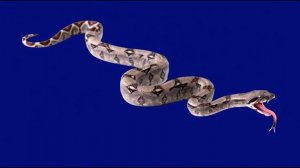 Змеюка ждущая добычу-1_encoded