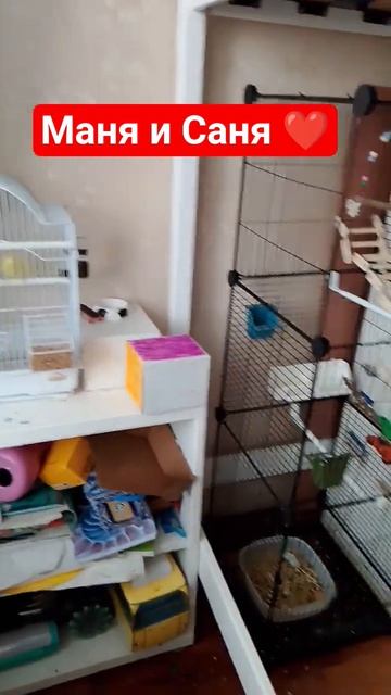 Маня и Саня ❤️#попугай #попугайМаня #попугайСаня #ПопугайМаняИСаня