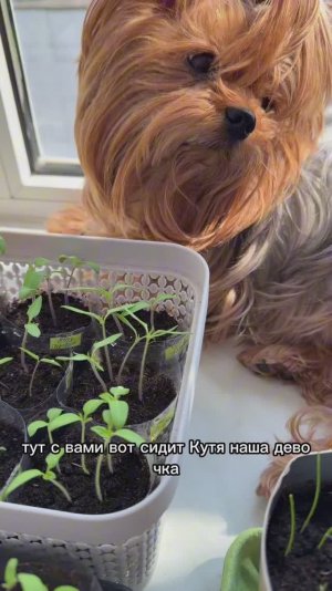 06.04.2026 Кормлю томаты вкусняшкой. Сравнение рассады лука Эксибишен от разных фирм.