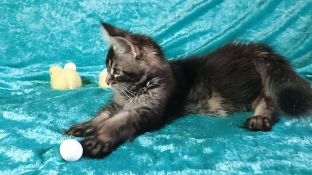 выставка кошек  ♥️2026♥️Дарти шел Кун прайд 🐈❤️🔥🥰