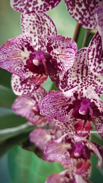Phal. Aleksandra peloric  Домашнее цветение красивицы бабочки  Голландская орхидея Александра