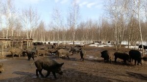 06-04-2026Охота на Кабана